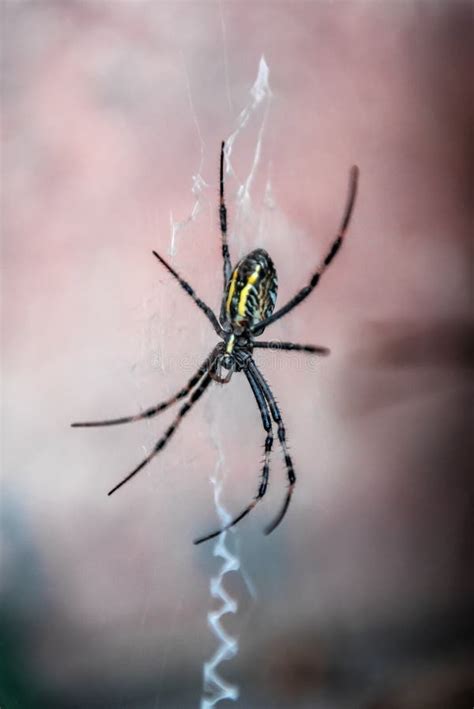 Yellow Striped Spider In Nature In Her Spider Web Stock Image Image