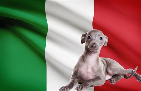 italian dog breeds