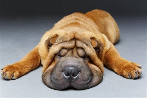 Small Sharpei Puppy Sleeping Stock Photo Image Of Little Canine