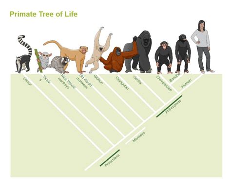 Phylogenetic Tree Of Primate In 2023 Phylogenetic Tree Primates New