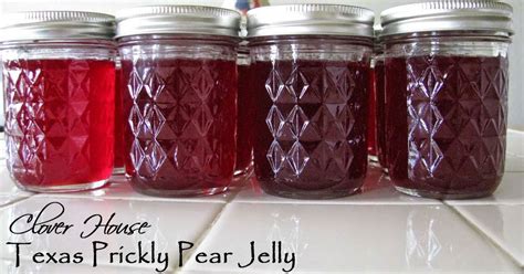 When it's time to water, do so until the soil is. Clover House: Texas Prickly Pear Cactus Jelly