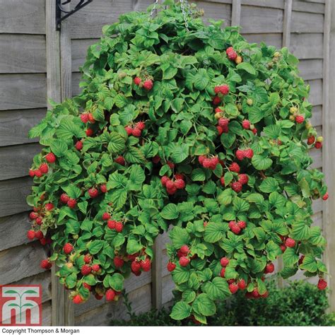 Some gardeners soak the roots before planting raspberries. Raspberry 'Ruby Falls™' - Raspberry Plants - Thompson ...