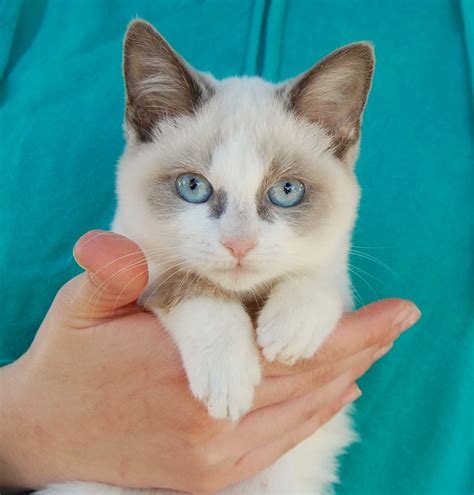Adopt don't shop quotes, cat adoption infographic with illustrations, cats & kittens adopt don't shop poster. Drusilla