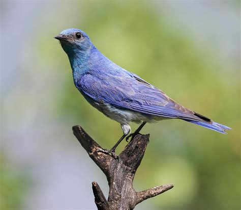 Mountain Bluebird - BirdWatching