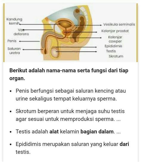 Anatomi Sistem Reproduksi Pria Homecare