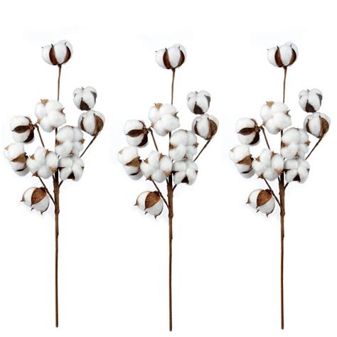 cotton stems natural dried flowers 3 pack 6 pack cotton blossom diy crafts decor for home