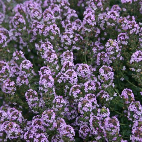 Thymus Doone Valley Midwest Groundcovers Llc