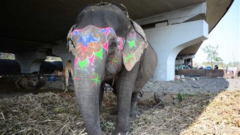 Working Elephants To Be Removed From Delhis Streets As