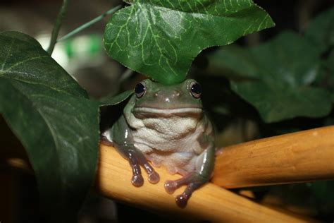 Northern Green Tree Frog Reptile And Grow