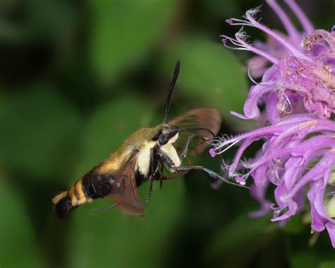 Snowberry Clearwing Focus On Natives