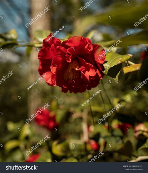 Samarcanda Ecuadorian Red Rose Garden Stock Photo 2146278781 Shutterstock