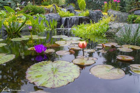 7 Tips To Keep Pond Water Clean Earthworks Garden Center