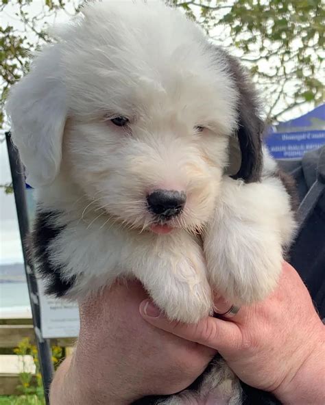 16 Facts About Raising And Training Old English Sheepdogs Pettime