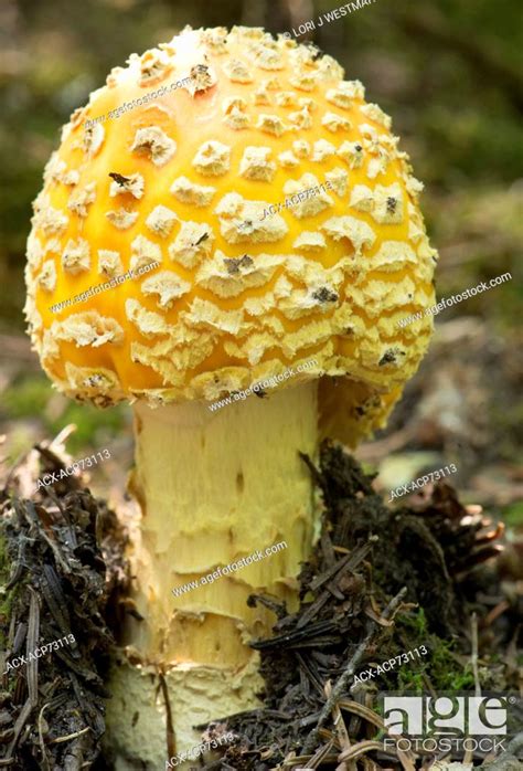 Yellow Amanita Muscaria Stock Photo Picture And Rights Managed Image