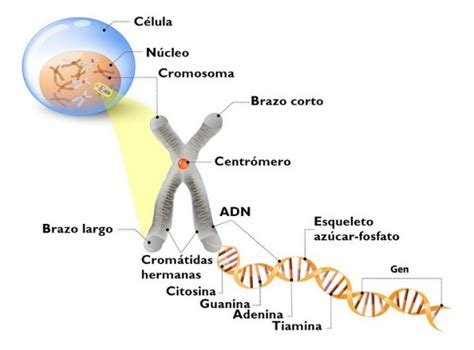 Estructura De Un Cromosoma