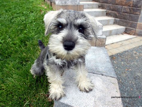 Cute Dogs Miniature Schnauzer Dog