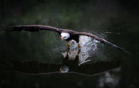 Обои взгляд вода полет брызги природа отражение темный фон птица