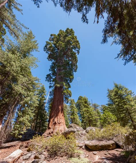 Giant And Centuries Old Sequoias In The Forest Of Sequoia National Park