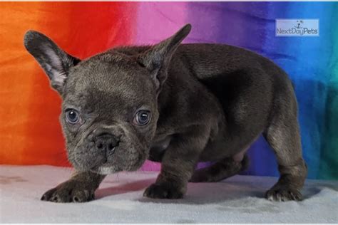 The french bulldog, or frenchie as they are sometimes called, are primarily bred to be a companion pet. Indigo: French Bulldog puppy for sale near Colorado ...