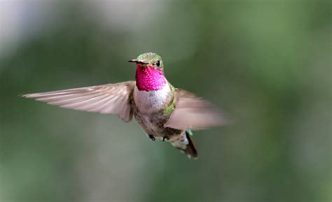 Spectacular Birds Eye View Hummingbirds See Diverse Colors Humans Can