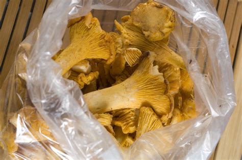 Comment congeler et conserver les champignons frais