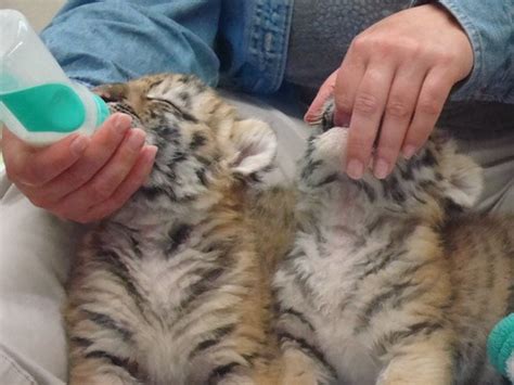 Columbus Zoo Baby Tigers 2015 Baby Tigers At The