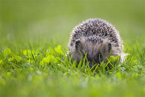 Cambridge Hedgehogs Raises Awareness Of The Plight Of Our Spiky Friends