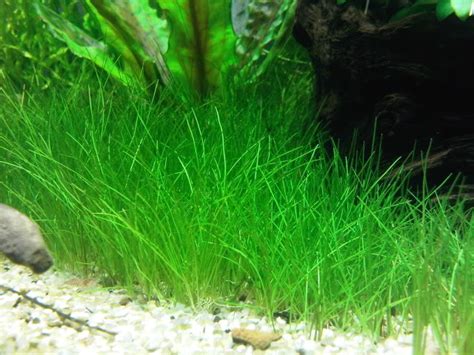 Aquascape 10gallon ada substrate hair grass week 1. BIOTA AQUATIC PLANT: JUAL ELEOCHARIS PARVULA / HAIR GRASS ...