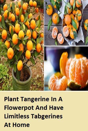 Plant Tangerines In A Flowerpot And Have Limitless Tangerines At Home