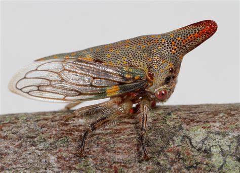 Oak Treehopper Interesting Animals Colorful Animals Insects