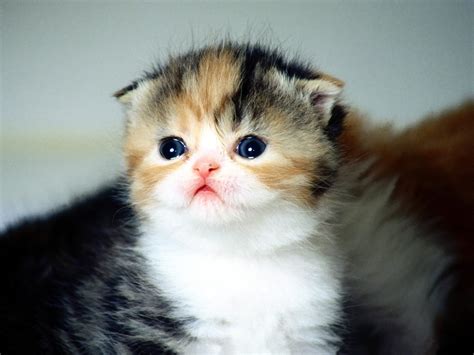20 Scottish Fold Facts You Didnt Know
