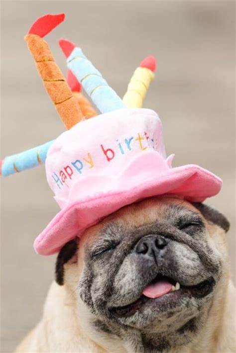 Pug Dog Wearing Pink Happy Birthday Hat With Blurry Background Pug Dog