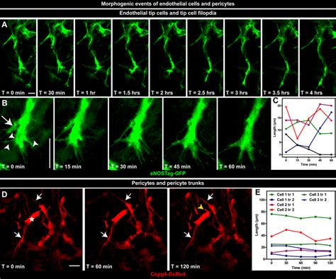 Morphogenetic Events Of Endothelial Cells And Pericytes A C Dynamics