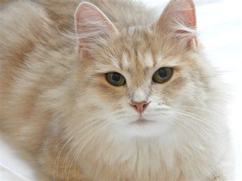 Siberian Cat Breeder Traditional Siberian Cats ⋆ Sevoyakas