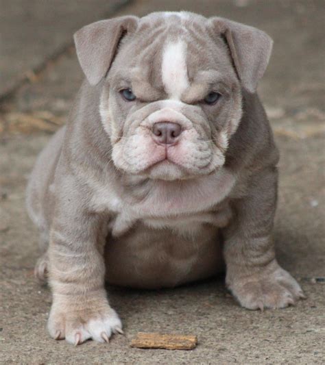 So for an older person, or someone without a lot. English bulldog puppy for sale | English bulldog puppy ...