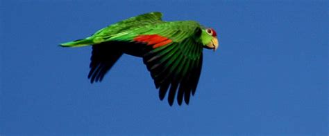 Red Crowned Parrots At Irvine Regional Park Orange County California