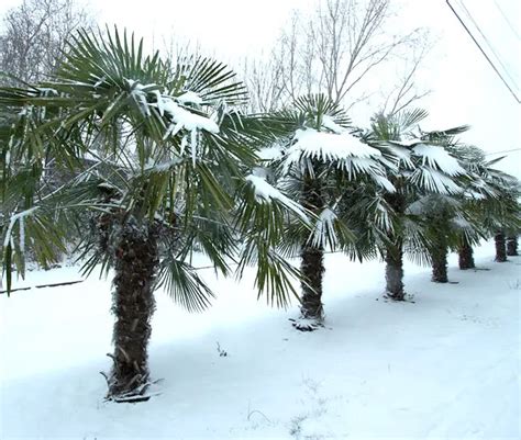 10 Ways To Protect Palm Trees From Winter Freeze Cold And Frost