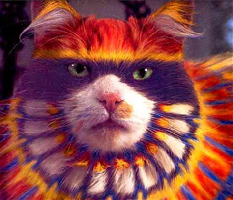 Dyed cats
