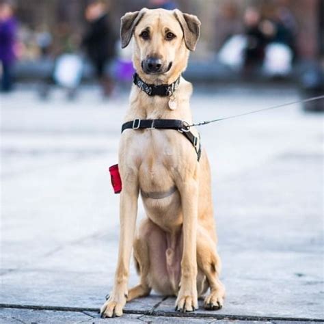 Hound Dog German Shepherd Mix Shepherd