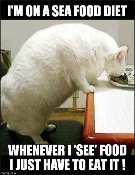 Cats Sea Food Diet Imgflip