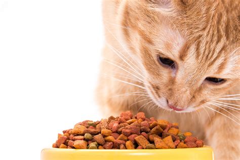 Effect Of Functional Pet Food Ingredients All About Feed