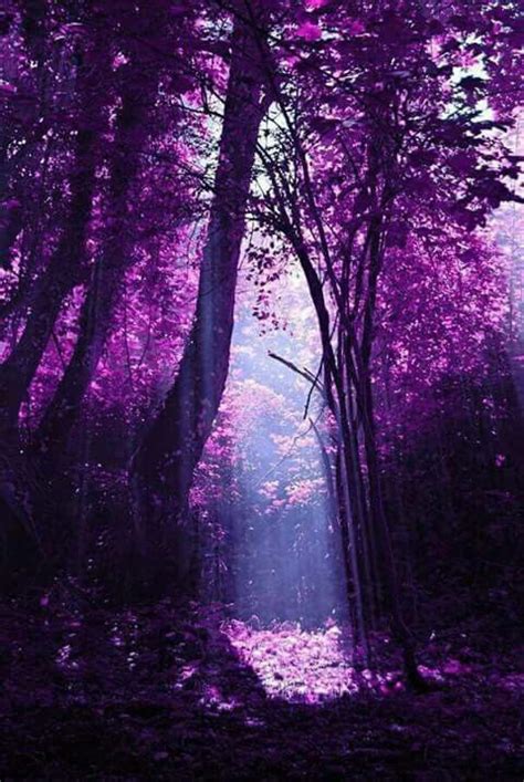 Purple Rainforest Purple Trees Purple Aesthetic Beautiful Nature