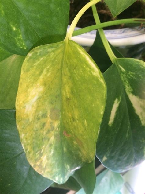 Overwatering or underwatering are the most common culprits when a plant's leaves turn yellow.﻿﻿ with potted plants, it is crucial that you only water as much as the plant needs. Yellow Leaves On Pothos