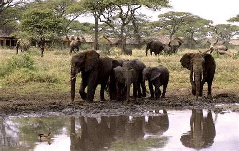 Ndutu Tanzania Södra Serengetis Hem Till Den Stora Migrationen