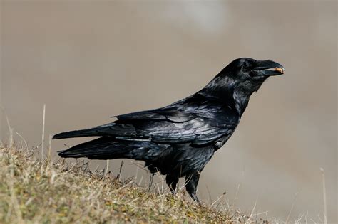 (heute zwischen spreeufer und spreepark) pic.twitter.com/mkwbf3dani. Leicht verwechselbar: Rabenvögel - LBV - Gemeinsam Bayerns ...