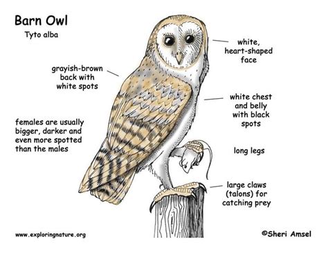 Owl Barn Exploring Nature Educational Resource Barn Owl Owl