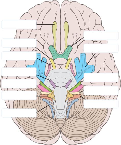Cranial Nerves Iv Through Xii Diagram Quizlet