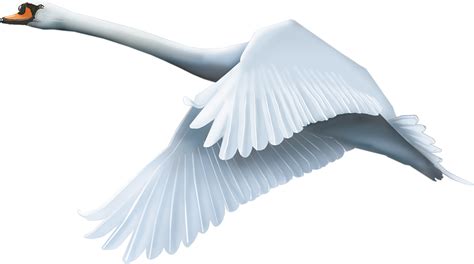 Swan Png Transparent Image Download Size 1280x715px