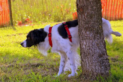 How To Fix Burnt Grass From Dog Urine - Who Let the Dogs Out? Repairing Your Lawn After Winter
