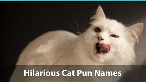 Ideas are drawn from famous actresses, historical figures, people in pop culture, traditional names and so much more. Top 100+ Funny Cat Names (Historical, Puns, & Pop Culture ...